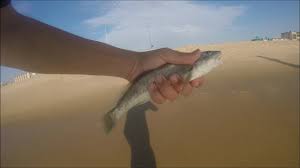 Surf Fishing In Ocean City Maryland Youtube