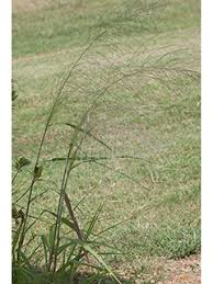 Image result for Elionurus tripsacoides