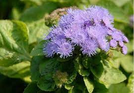 This Item Is Unavailable Flower Seeds Seeds Flowers