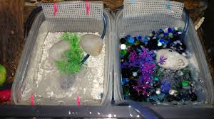 But in reality, crabs are complex animals who need to be in the wild in order to be happy and healthy. A Guide To Land Hermit Crab Pools The Crab Street Journal