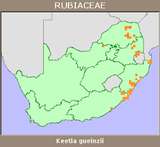 Image result for Keetia gueinzii