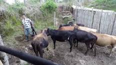 Resultado de imagen para "puede ser rentable una finca pequeña"