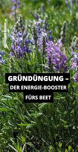 Grundungung Verbessert Den Boden Mit Pflanzen Pflanzen Grunschnitt Grun