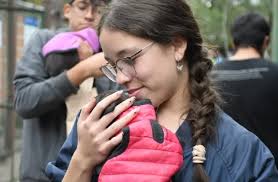 PUESTOS DE VACUNACIÓN ANTIRRÁBICA VISITARÁN LOS BARRIOS BICENTENARIO Y SAN  SILVESTRE