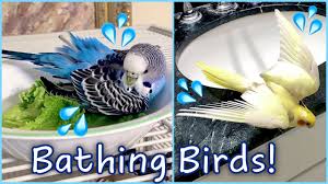 Make sure the water is a comfortable temperature: Bath Time For All My Birds How To Bathe Your Bird Youtube