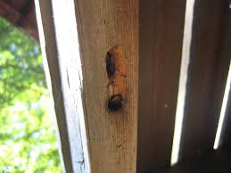 Homeowners often notice a buzzing or burrowing sound coming from within the wood this time of year. 3 Truths About Carpenter Bees That May Surprise You