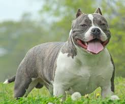American Bully All You Need To Know About Bully Pitbulls