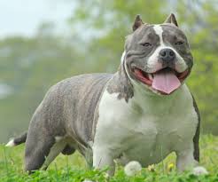 American Bully All You Need To Know About Bully Pitbulls