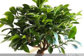 Bonsai baum verliert blatter was tun bei gelben blattern. Gelbe Blatter Am Ficus Bonsai Was Tun Gartendialog De