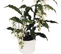 Image result for Alvesia clerodendroides