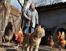The chernobyl new safe confinement. Chernobyl Wildlife The New Animals Inhabiting Chernobyl Science 101