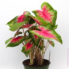 Image result for Caladium
