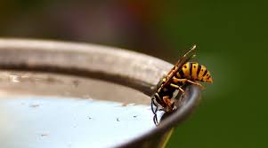 There are many ways to drive away the bees and wasps staying by your pool area. How To Keep Wasps Away 10 Gentle Tricks Utopia