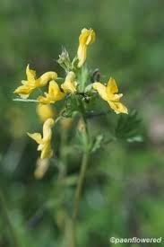 Image result for Barleria fissimuroides