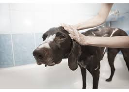 5 Incredible Myths About Dog Grooming That You Never Knew Dog Grooming Best Dog Shampoo Dog Shampoo