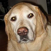 Barking Mad at Murder by Jacqueline Vick