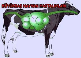 Buyukbas Sigir Hastaliklari Nedenleri Ve Korunma Yollari Et Tavuk Piyasasi