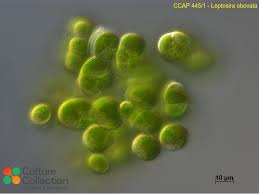 Image result for Leptochloa obtusiflora