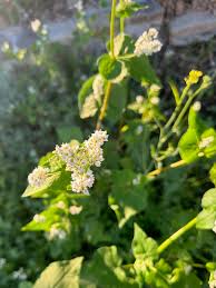 Image result for Fagopyrum esculentum