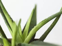 Do i need to trim. How To Make Aloe Vera Gel And How To Apply It On Your Face And Hair