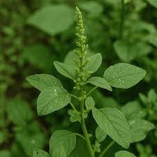 Image result for Amaranthus blitum