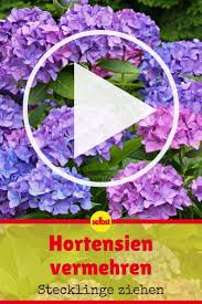 Hortensien Vermehren Selbst De Hortensien Garten Hortensien Pflanzen