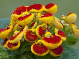 Calceolaria Herbeohybrida Lady S Purse World Of Flowering Plants Planting Flowers Plants Home Garden Plants