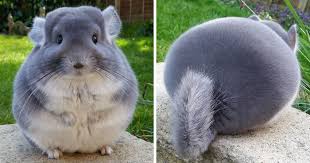Petfinder has helped more than 25 million pets find their families through adoption. These Chinchillas Butts Are So Round They Look Fake Bored Panda