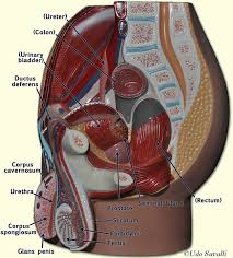 Learn vocabulary, terms and more with flashcards, games and other study tools. Bio202 Male Reproductive Anatomy Models Labeled Human Anatomy Model Pelvis Anatomy