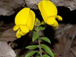 Image result for Vernonia longipedunculata