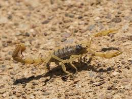 Desert pest control phoenix azthe desert is filled with many animals and insects. Scorpion Pest Control Services Phoenix Az
