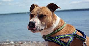 Probably no other dog breed has such a tarnished opinion as amstaff. Razza Amstaff Tutte Le Caratteristiche Il Mio Cane E Leggenda