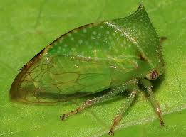 Image result for Buchnera cryptocephala