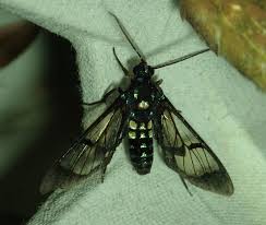 Image result for Cosmia diffinis