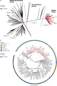 Das vorliegen eines pvl zu prüfen! Evolution And Population Dynamics Of Clonal Complex 152 Community Associated Methicillin Resistant Staphylococcus Aureus Msphere