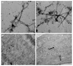 Image result for Coccinia barteri