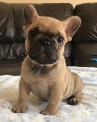 English bulldog male puppy available looking for his new family, very adorable, wrinkle and healthy , akc registered, vaccination. Fawn Female French Bulldog For Sale Online Near Me