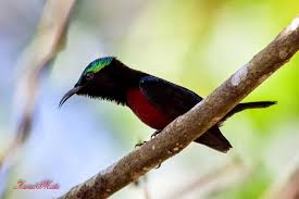 Check spelling or type a new query. S Download Kumpulan Mp3 Suara Burung Kolibri Lengkap Burungmaster