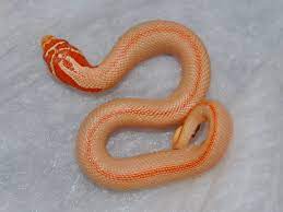 Purple Line Albino Superconda Hognose Hognose Snake Western Hognose Snake Cute Reptiles