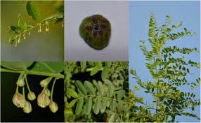 Image result for Phyllanthus muellerianus