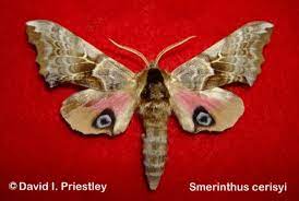 Maybe you would like to learn more about one of these? One Eyed Sphinx Smerinthus Cerisyi Wm Kirby 1837 Butterflies And Moths Of North America