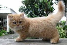 Semuanya terangkum lengkap di sini! 18 Cara Merawat Kucing Persia Medium Yang Benar Kucingklik Com