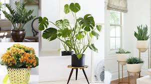 Decoración de sala con pequeños maceteros sobre las ventanas que ayudan a darle un toque natural al ambiente y adornar las paredes. Plantas De Interior En Decoracion Tipos Y Consejos Para Casa