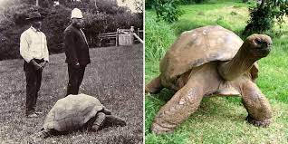 Jonathan The Tortoise Photographed In 1902 And Today Bored Panda