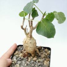 Image result for Ficus abutilifolia