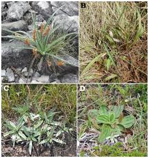 Image result for Plantago palmata