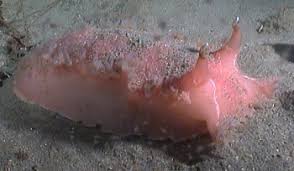 Image result for Tritonia