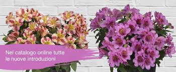 Maybe you would like to learn more about one of these? Sentier Produzione Giovani Piante Di Ciclamino Viole Gerani Annuali Biennai E Perenni