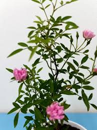 Tanaman ini tumbuh di daerah tropis dan subtropis seperti di asia selatan, asia tenggara, serta tiongkok selatan. Rare Rose Plant With Super Mini Flower Pokok Bunga Ros Miniature Rose Home Furniture Gardening On Carousell