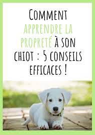 comment apprendre la proprete a son chiot 5 conseils efficaces education dresser un chien coloriage eva wall e